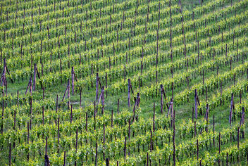 One of Italy’s great wine district.