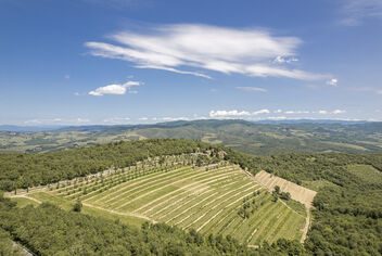 The Vineyards: A Tapestry of Tradition and Terroir